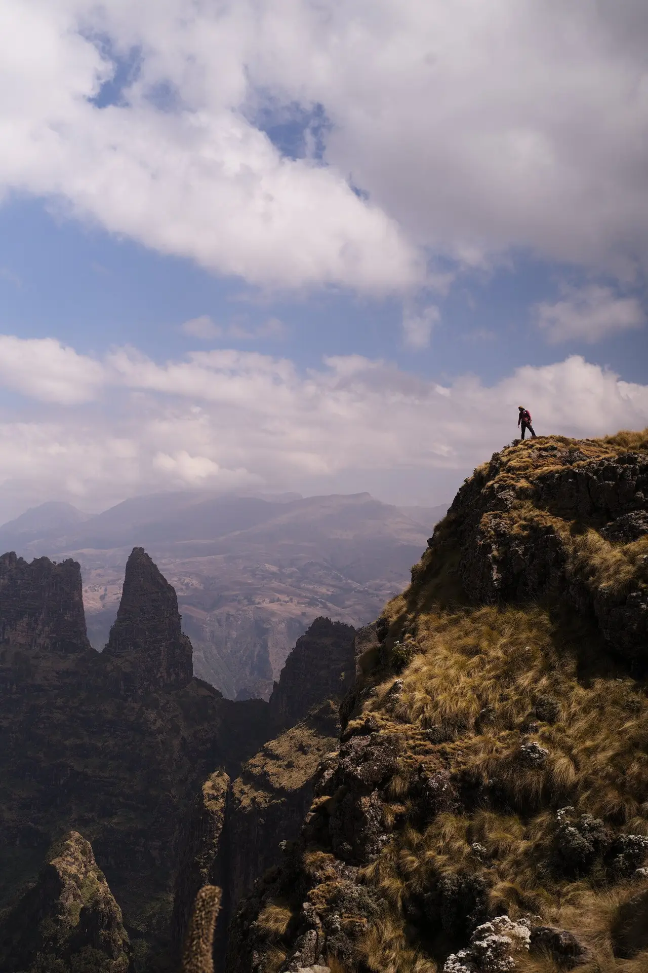 blog voyage auteur moi socotra arbre du dragon
