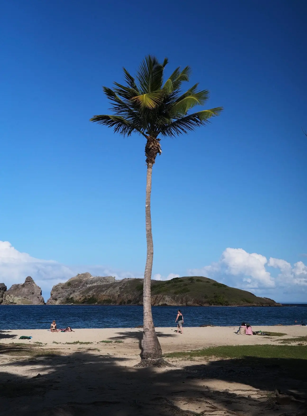 palmier des saintes iles guadeloupe