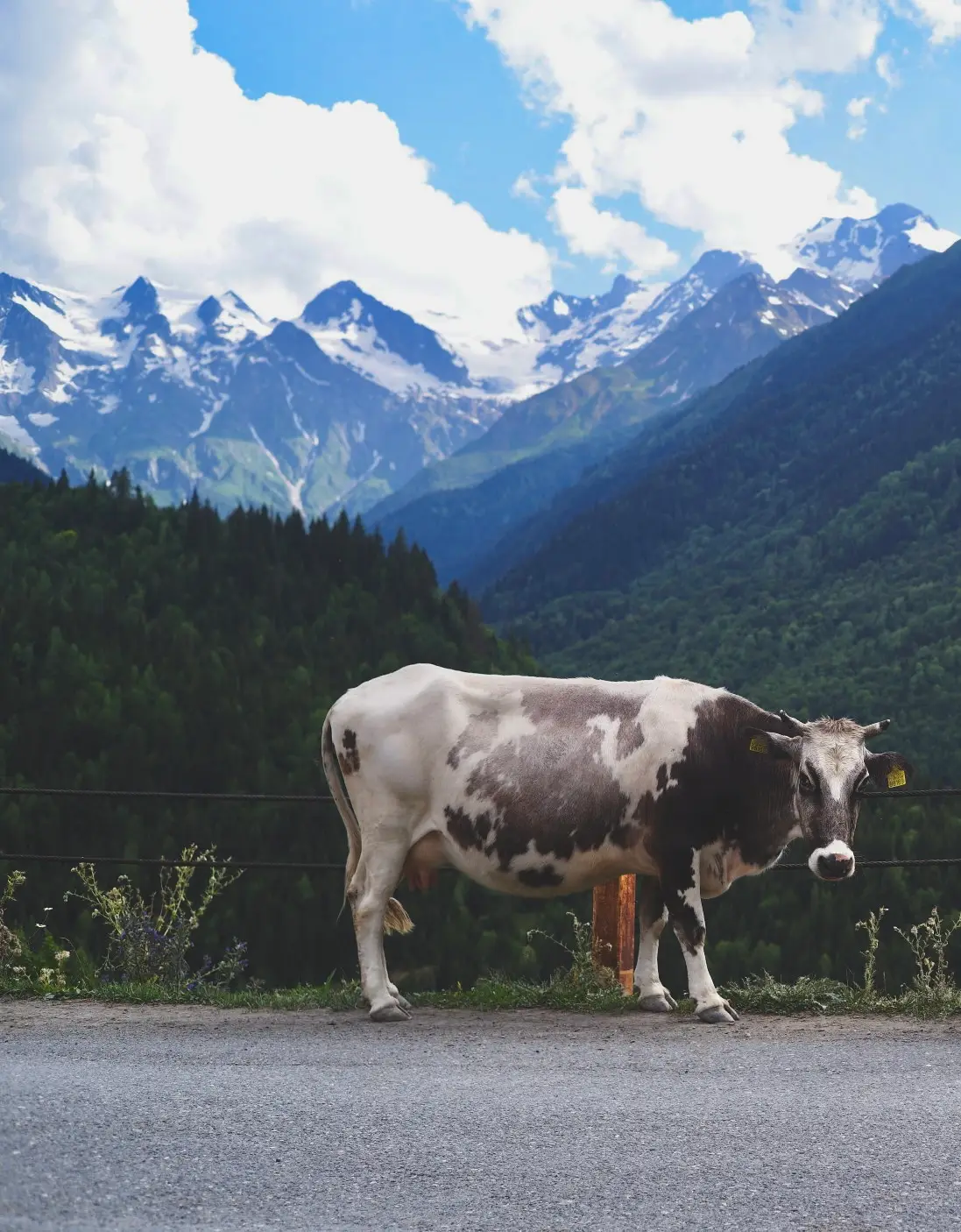 Blog voyage géorgie vache montagnes