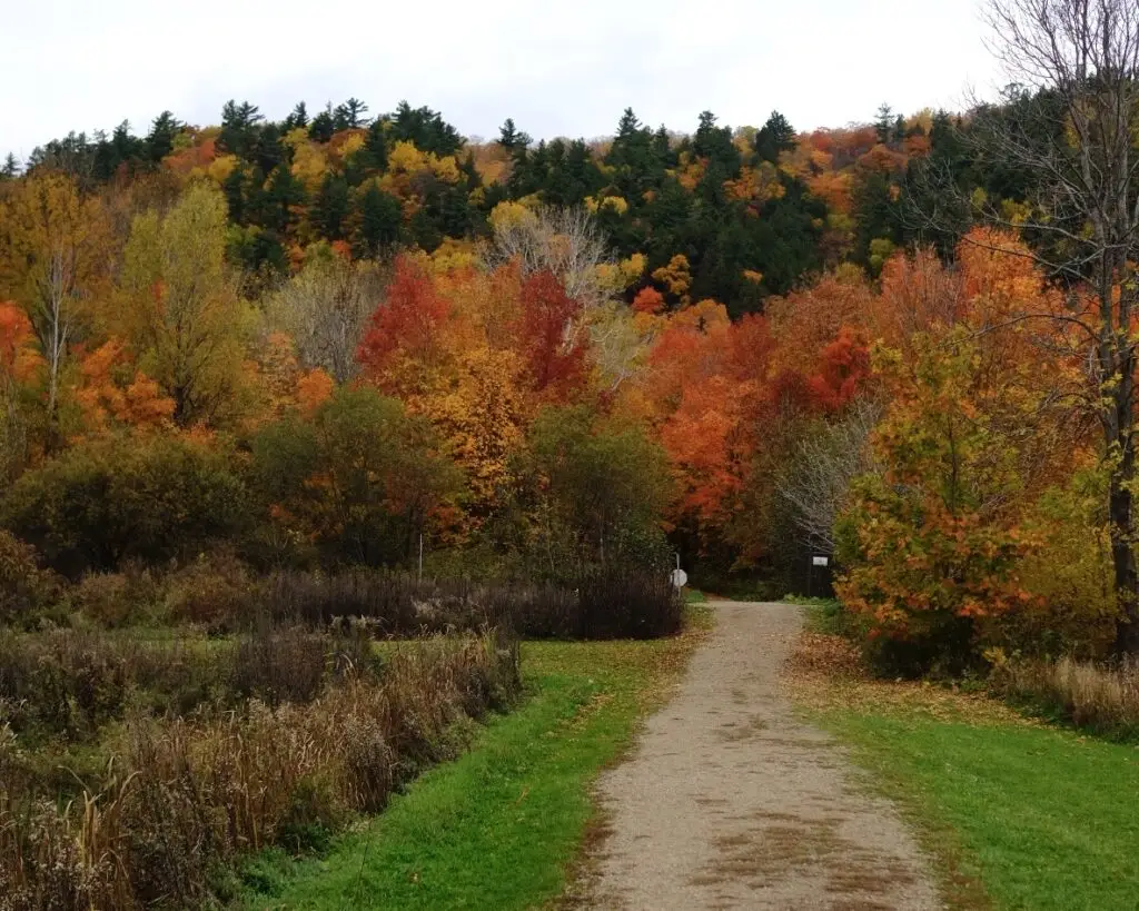arbres au canada québec à l'automne paysage