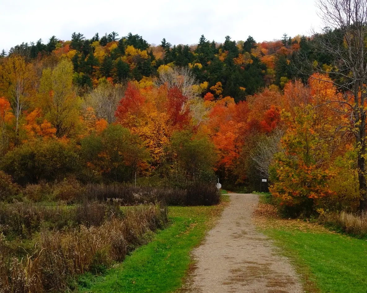 arbres au canada québec à l'automne paysage