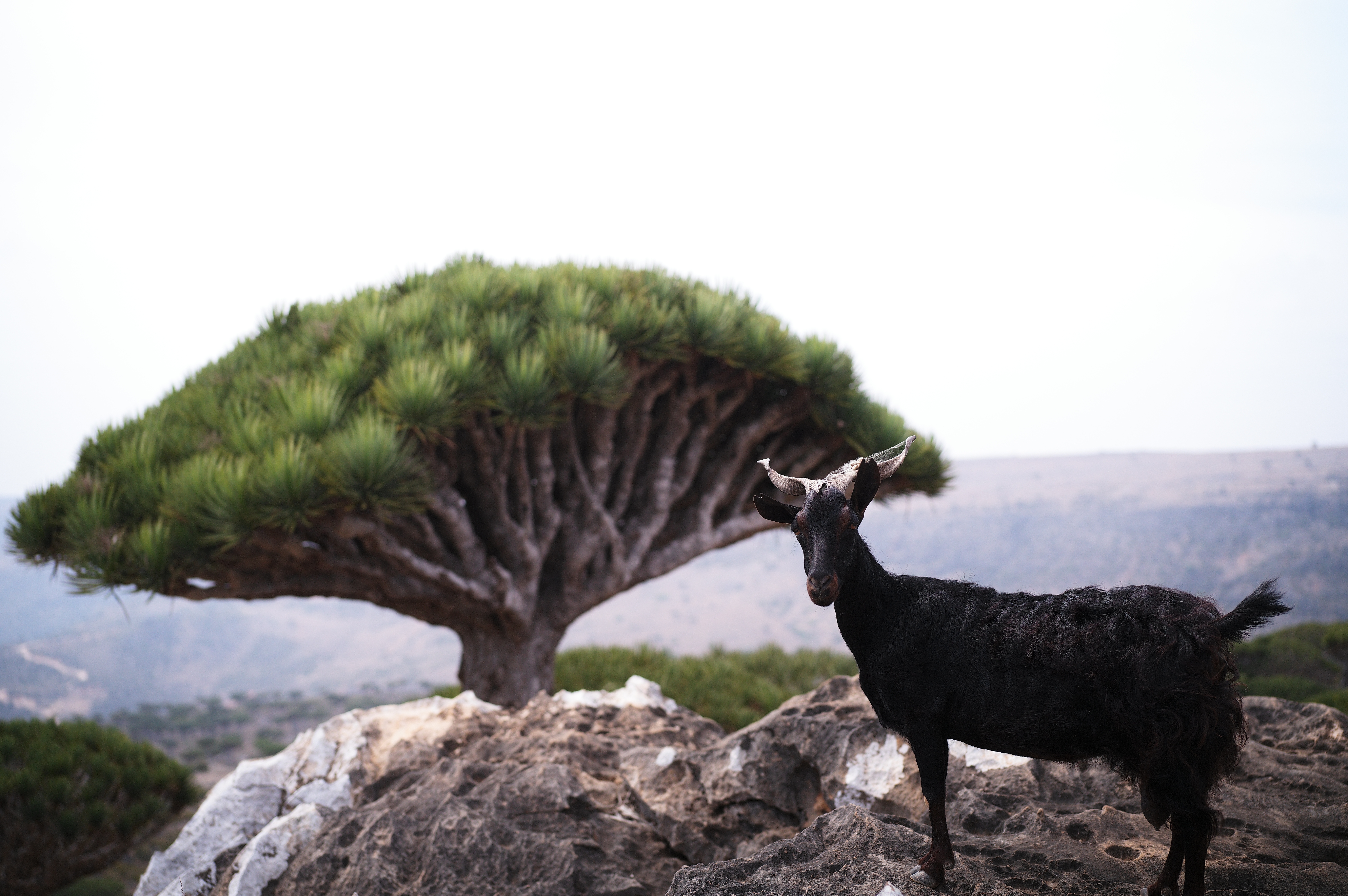 socotra