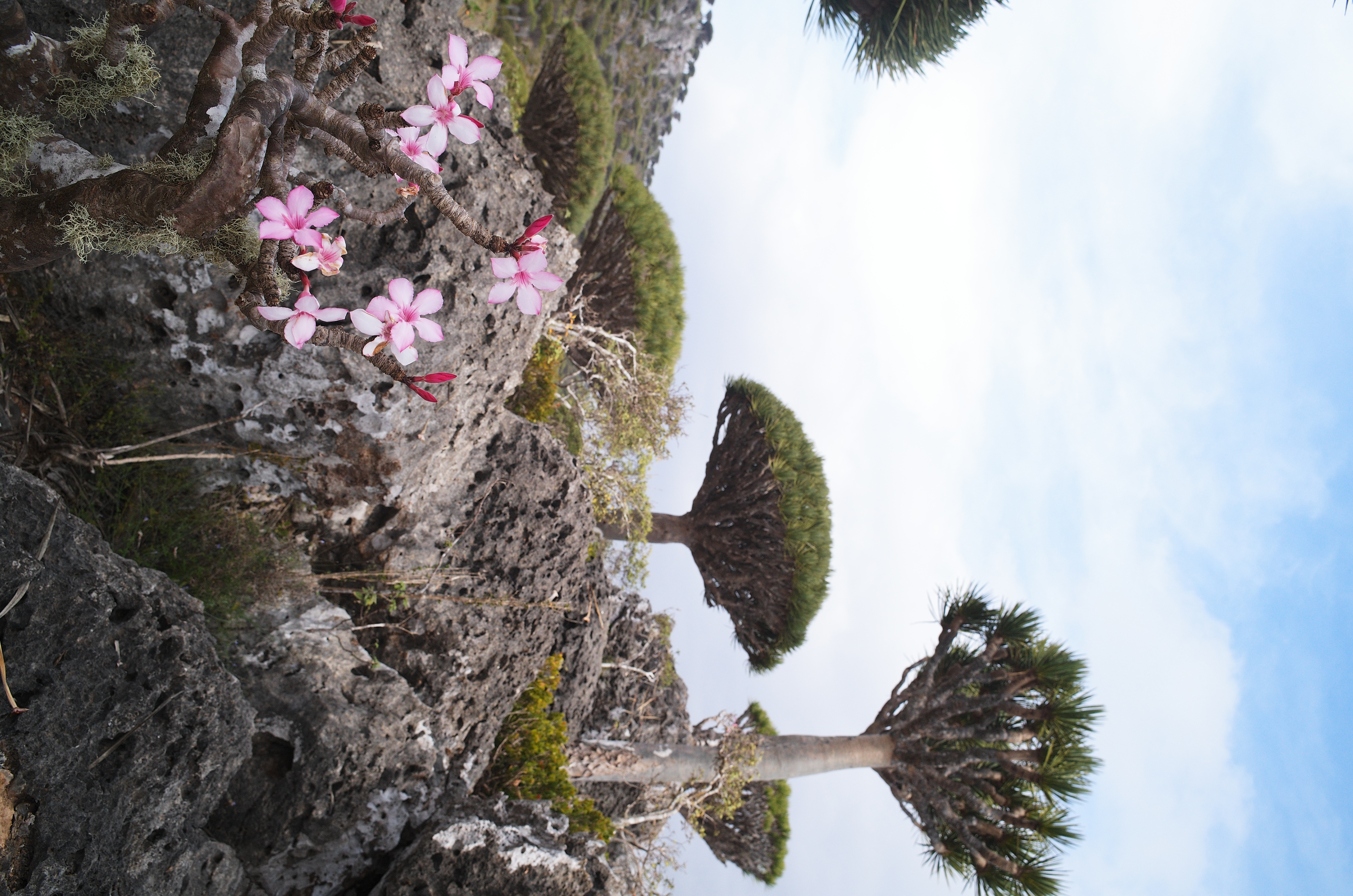socotra diksam plateau