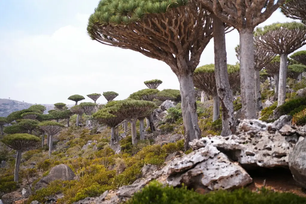 socotra diksam plateau
