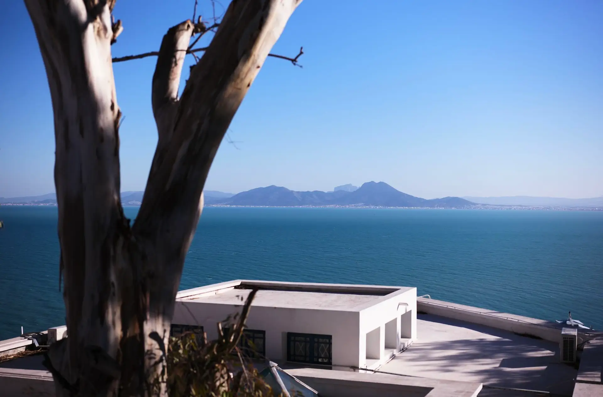 Sidi Bou Saïd île arbre