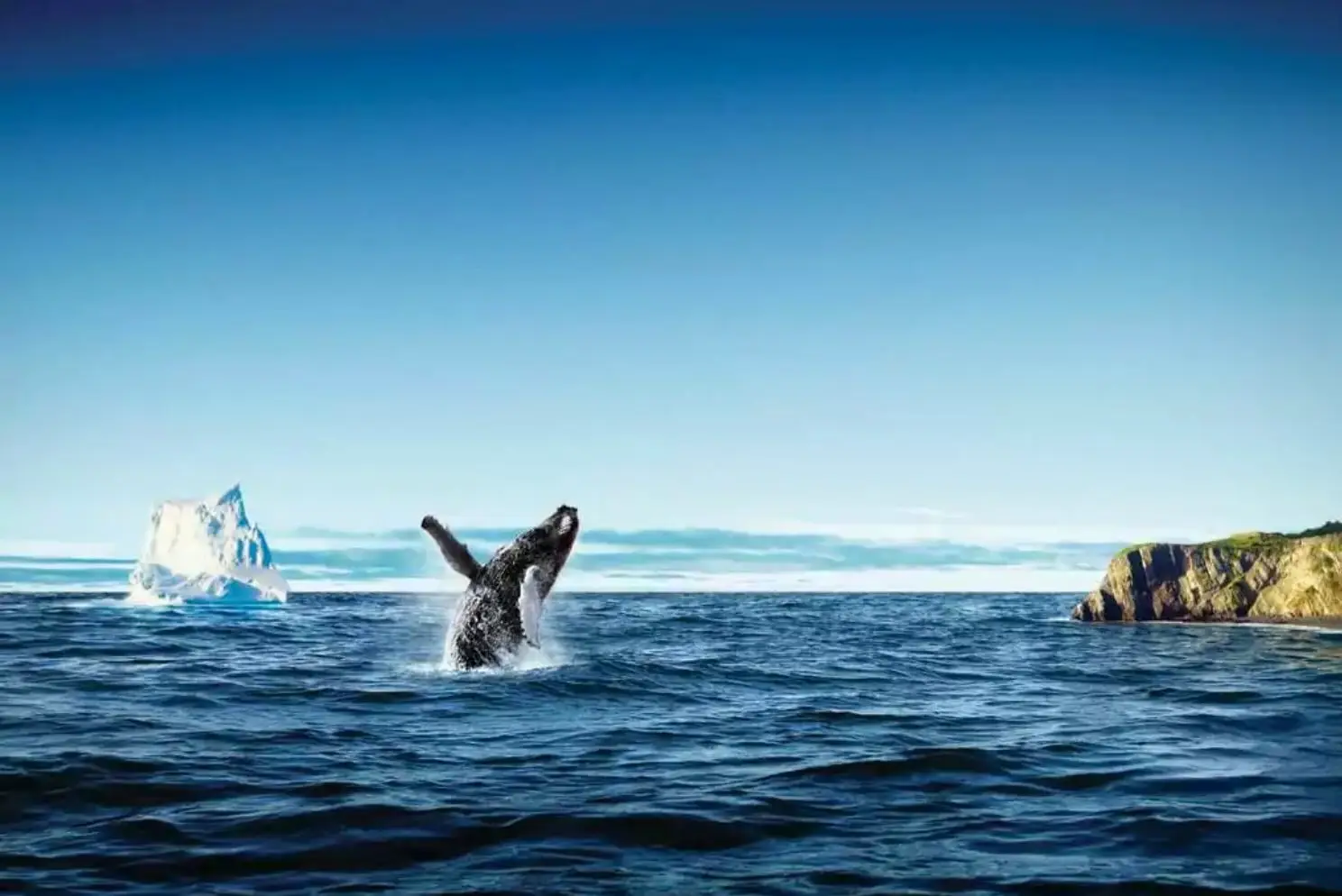 tadoussac ou et quand voir les baleines