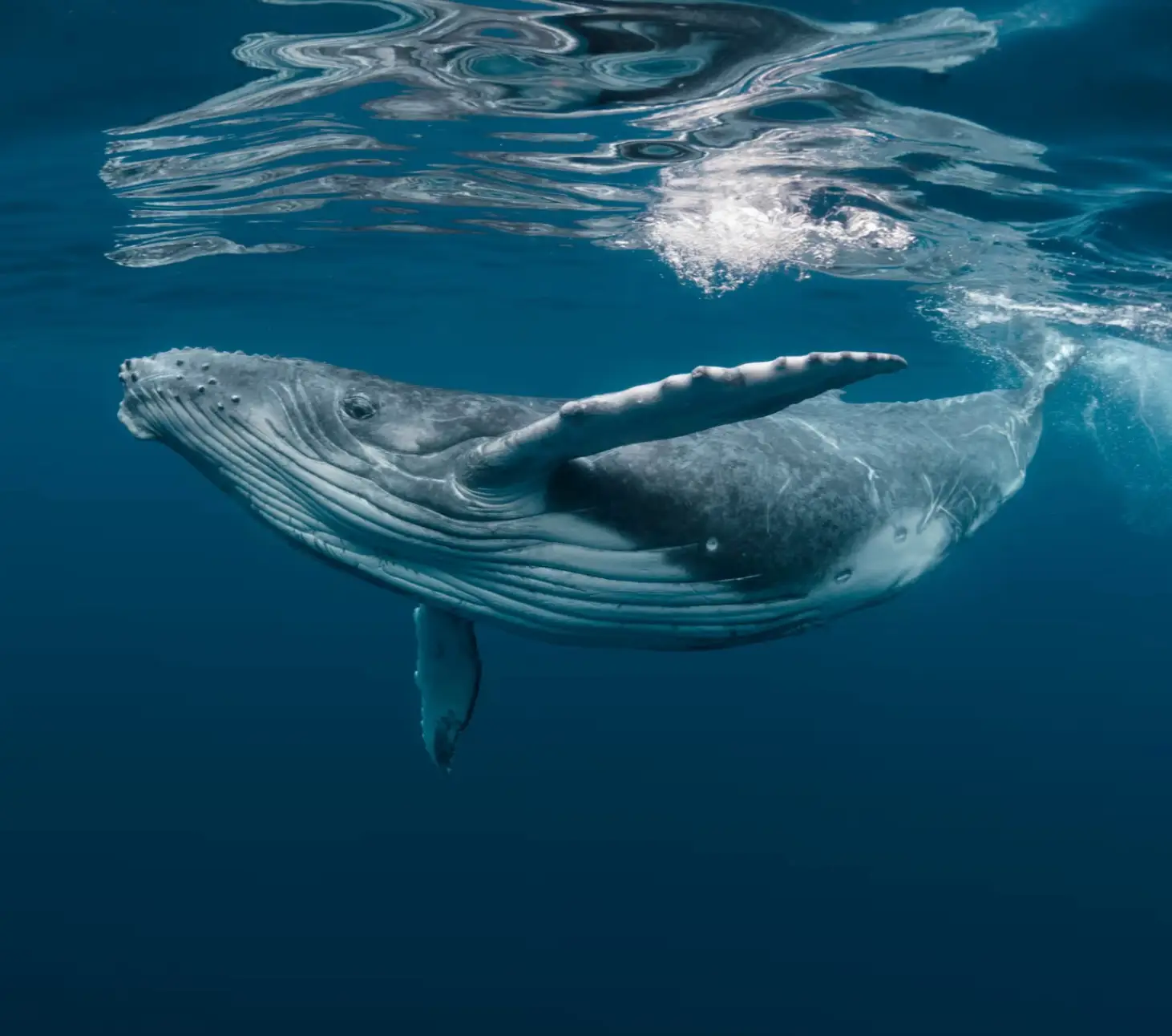 Baleine tadoussac ou et quand
