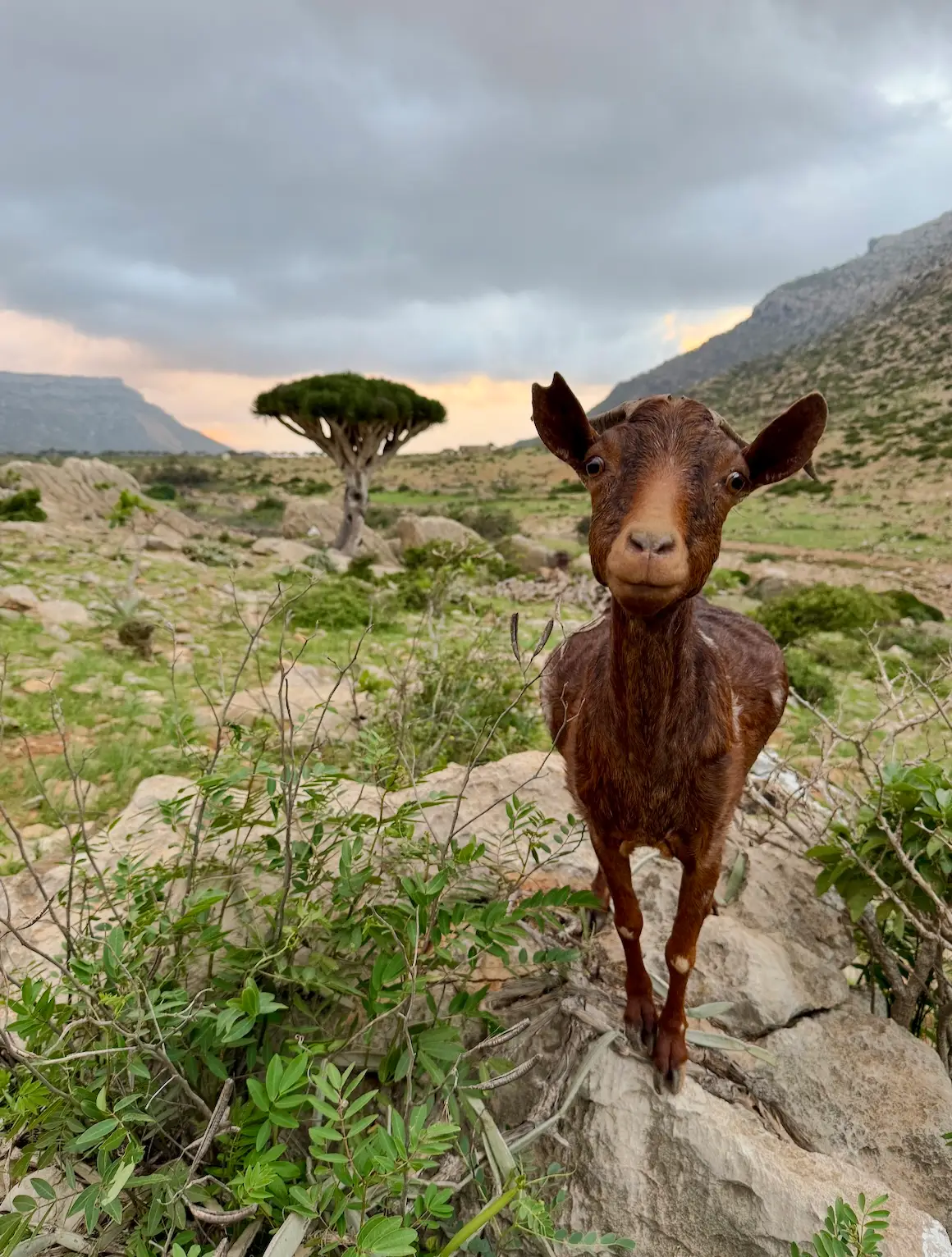 chèvre socotra diksam