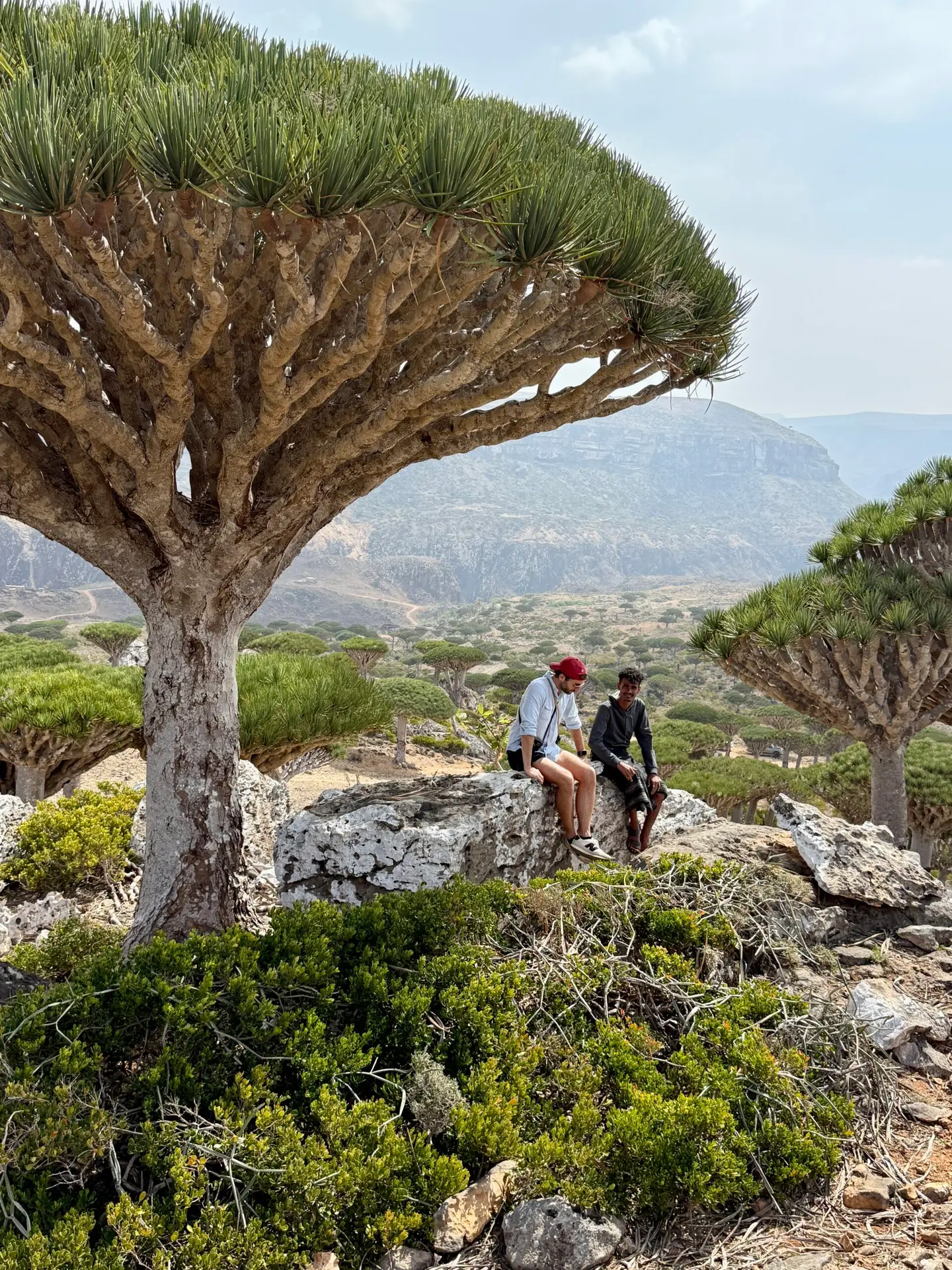 socotra