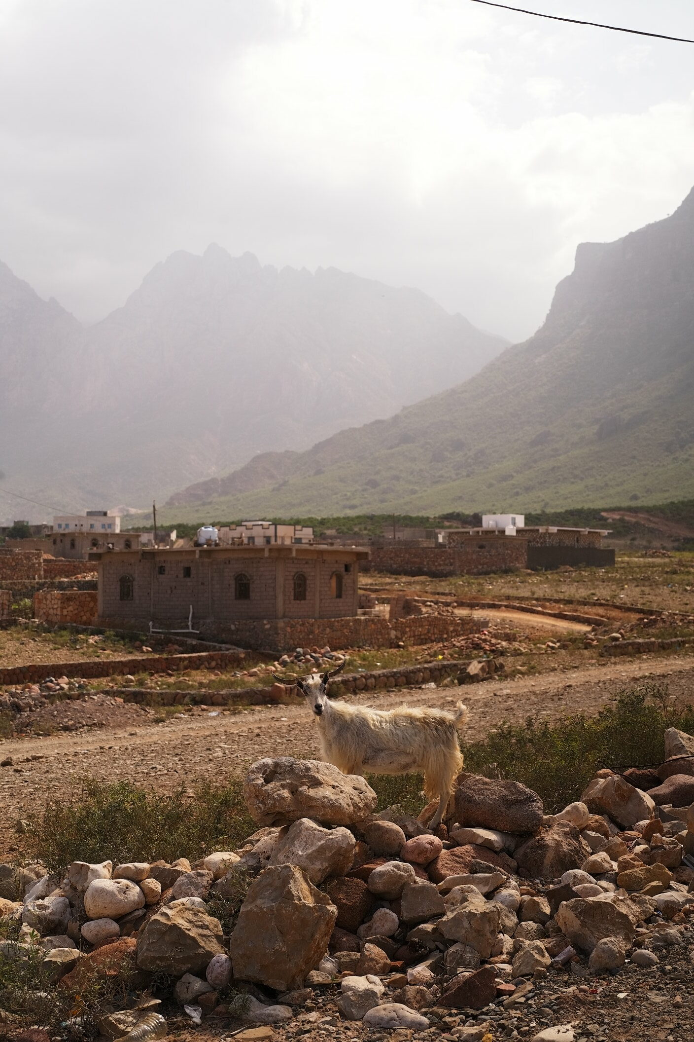 chèvre hadiboh socotra
