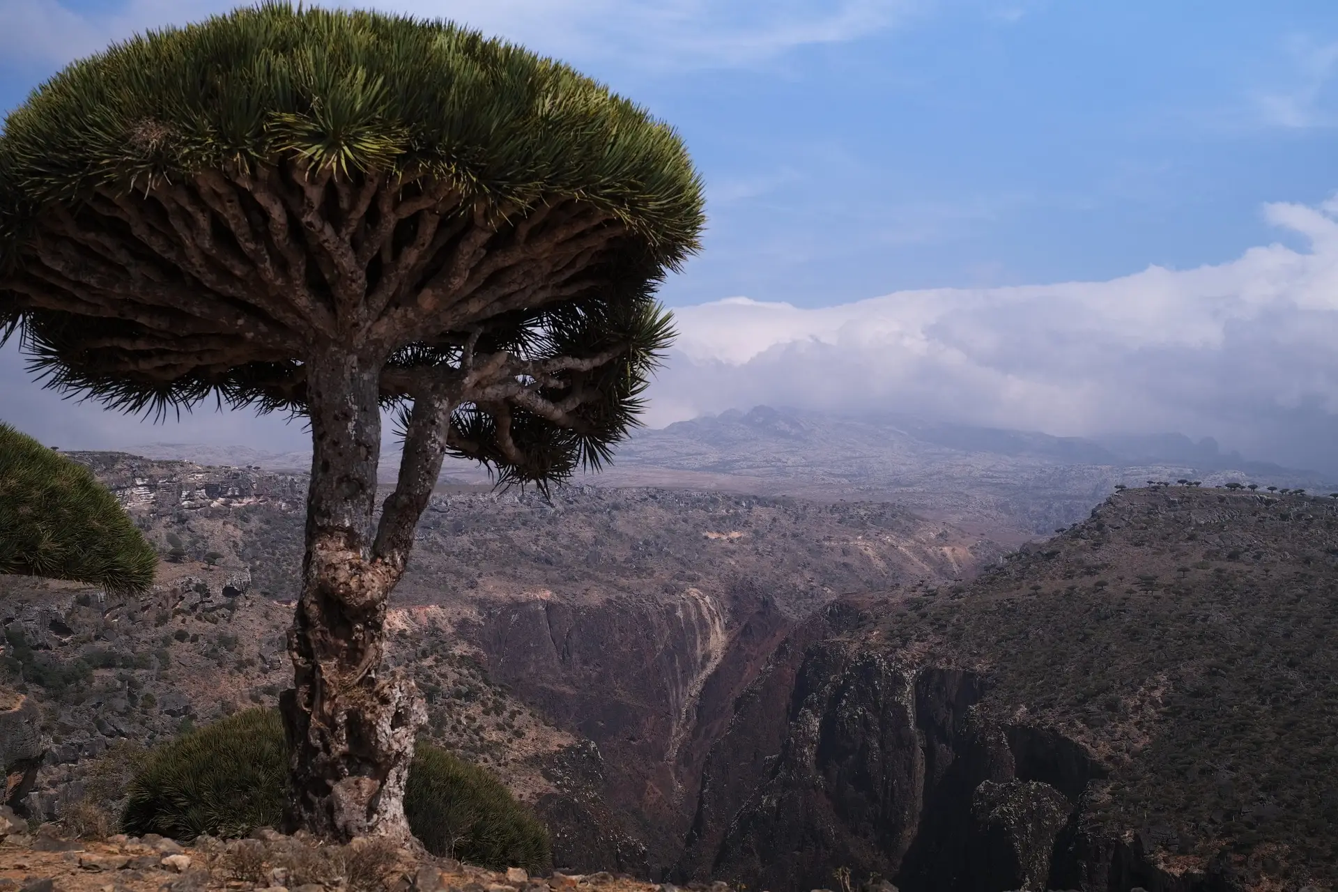 canyon de diksam plateau socotra