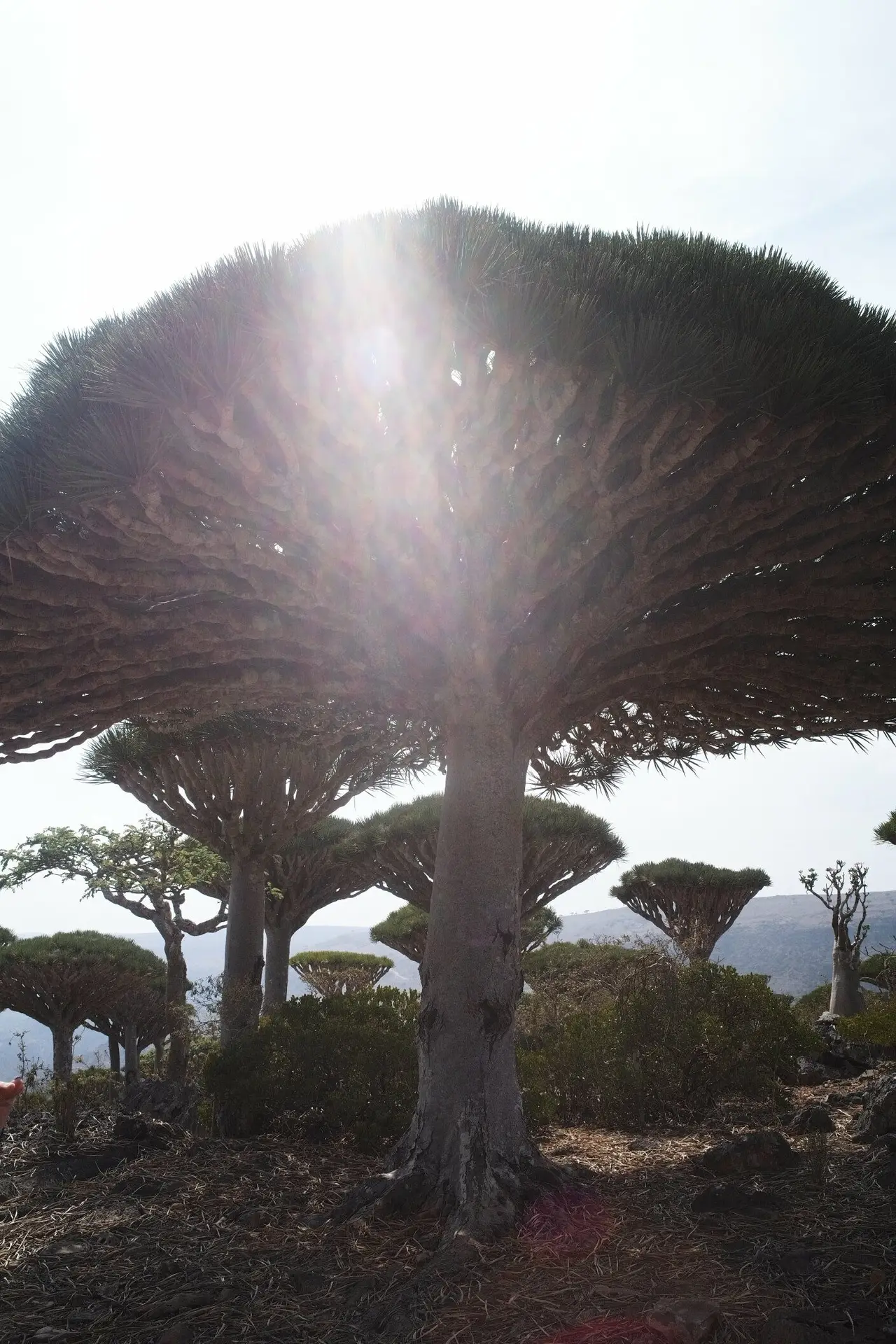 diksam plateau firmin forest