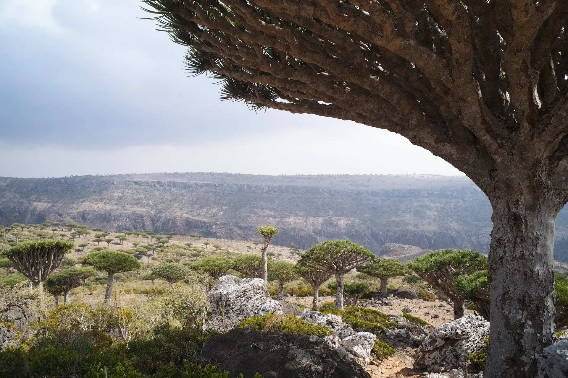 dragon blood tree forest socotra diksam plateau