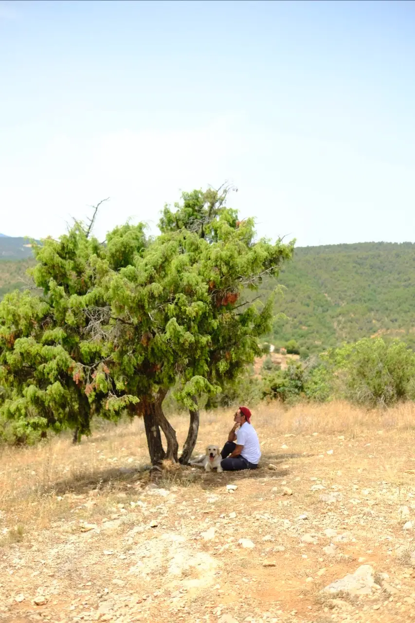 chaleur homme et chien sous arbre à finestras