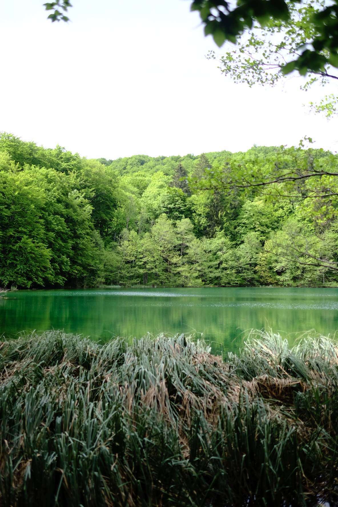 Plitvice parc naturel croate eau verte arbres
