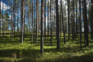 jokkmokk suède arbres et herbe