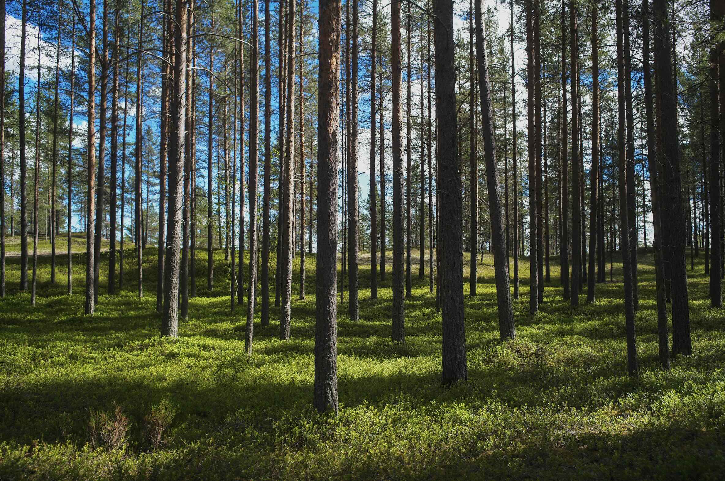 jokkmokk suède arbres et herbe