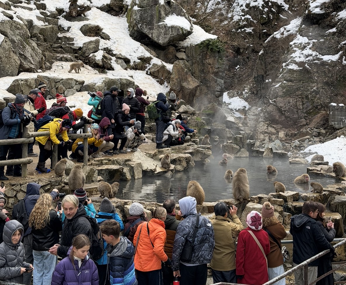 singe des neiges japonais dans un bain chaud à Jigokudani