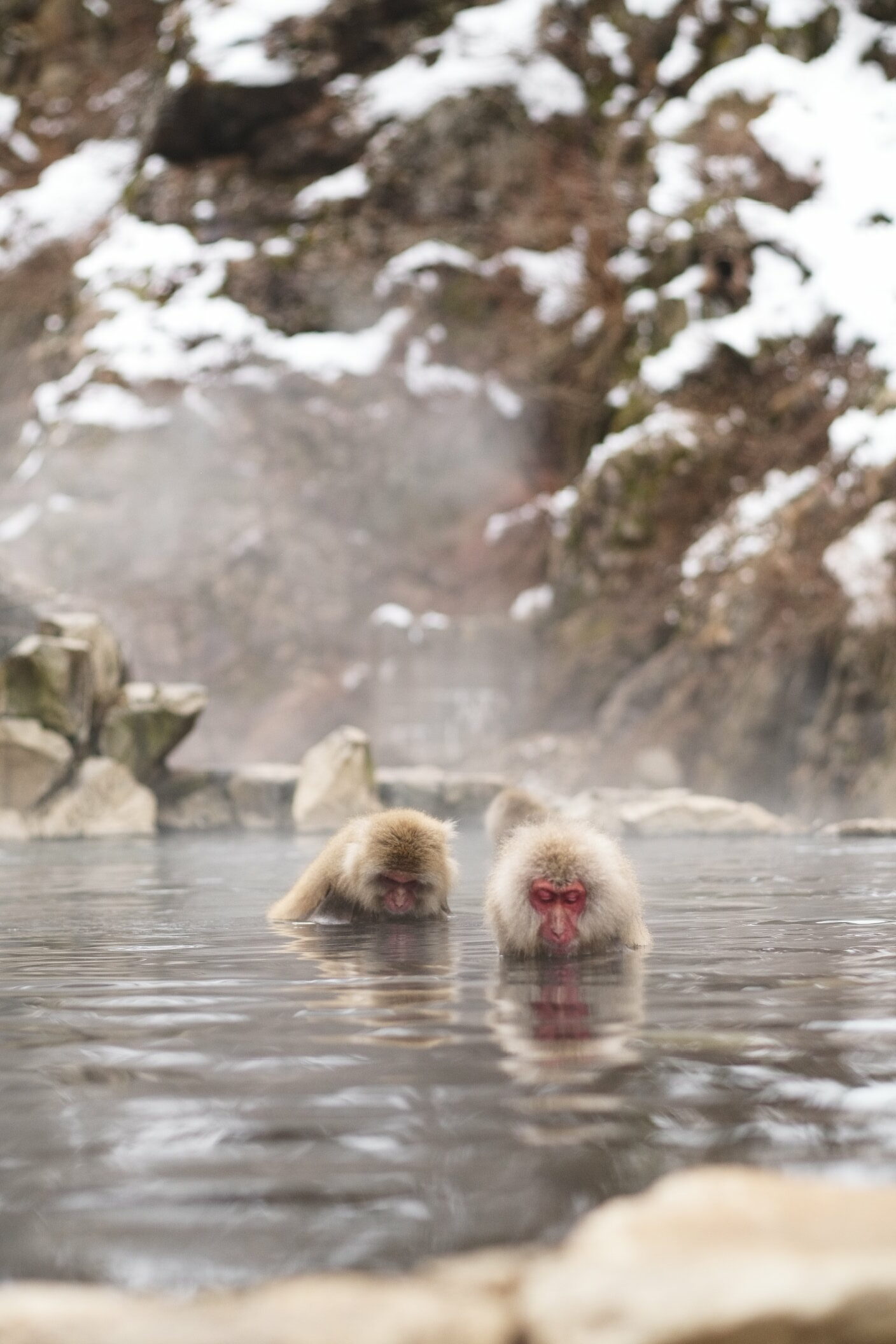 singes des neiges jigokudani
