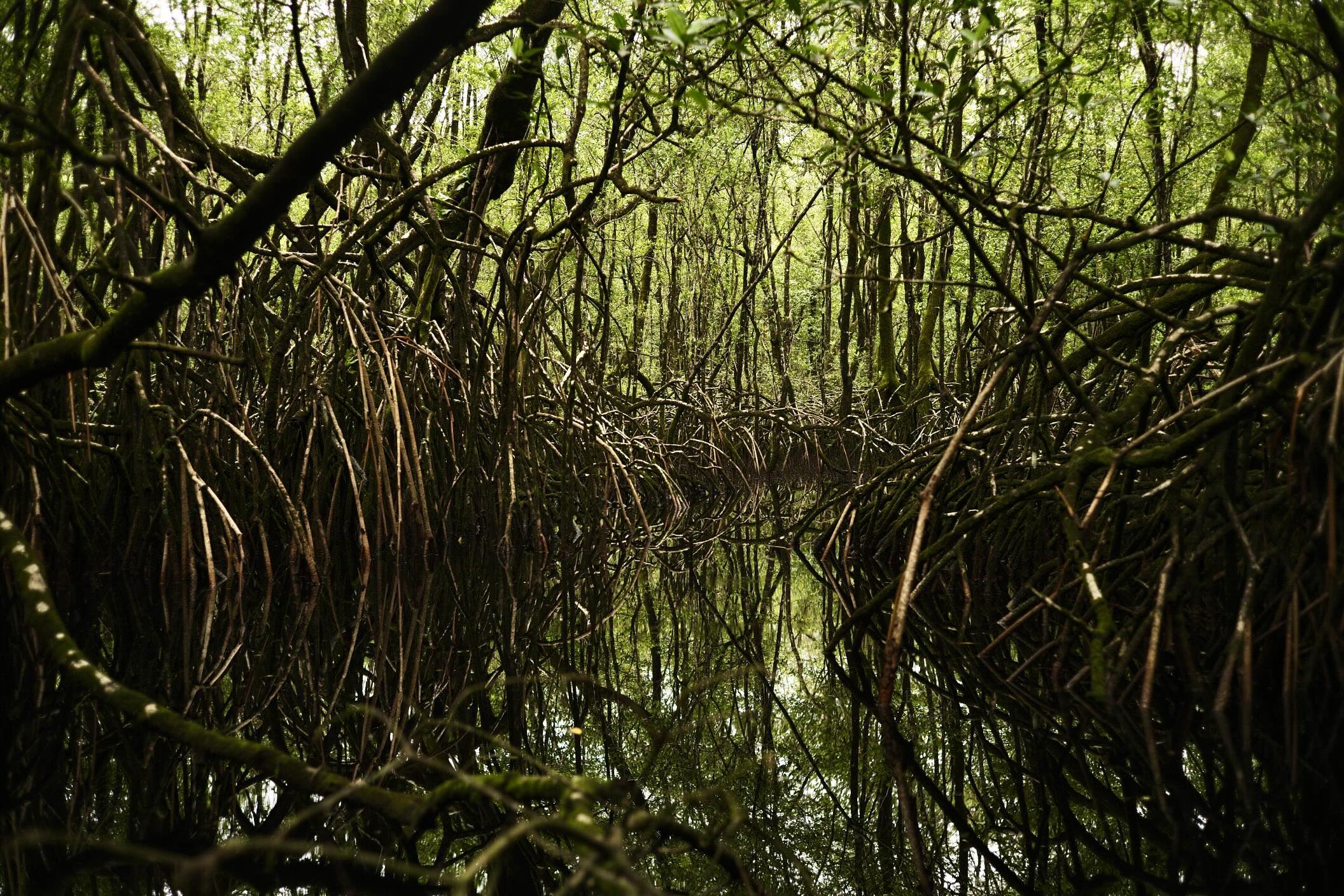 safari pirogue mangrove de malanza sao tome