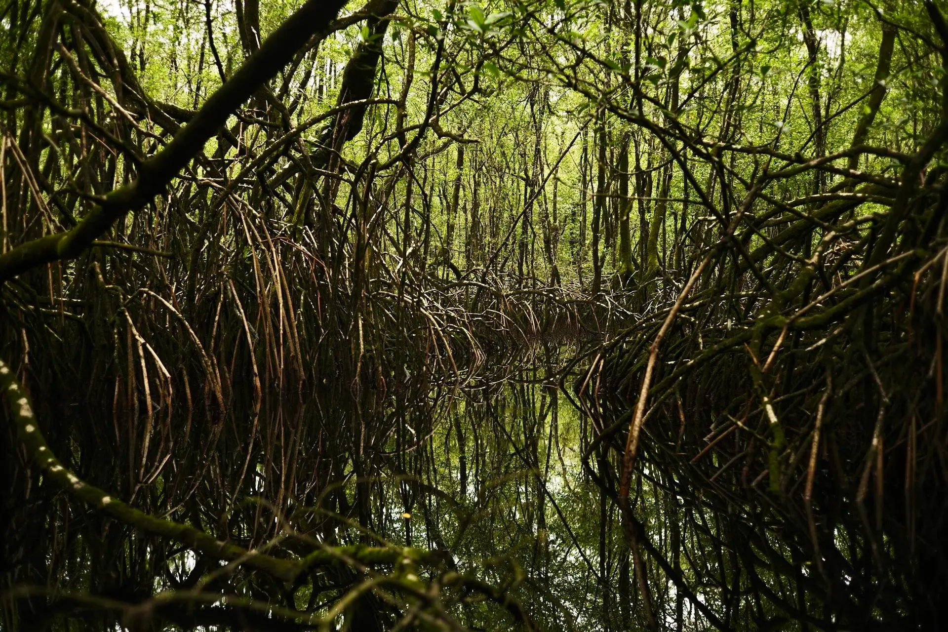 safari en pirogue dans la mangrove de malanza a sao tome