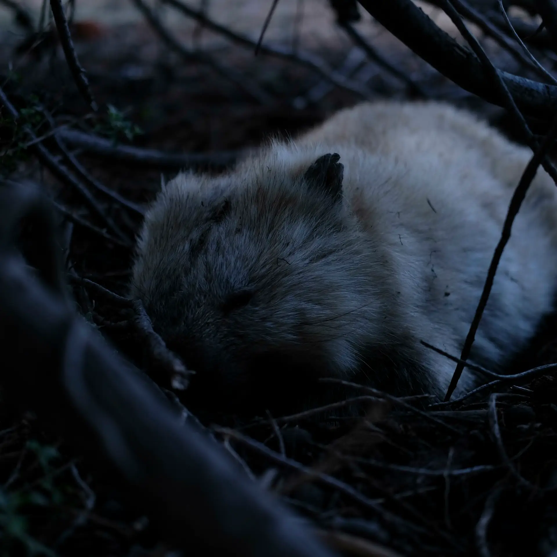 wombat